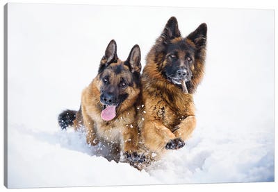 Running Together Canvas Art Print - Dog Photography
