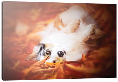 Scratch My Belly Canvas Art Print - Dog Photography