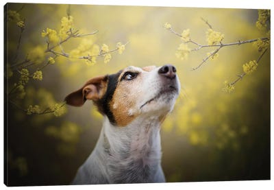 Smelling Like Spring Canvas Art Print - Dog Photography