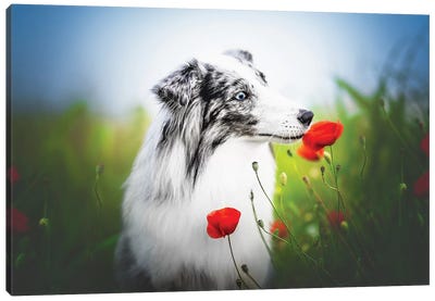 Smelling Poppies Canvas Art Print - Dog Photography