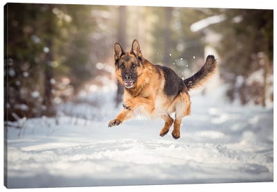 Snow Jump Canvas Art Print - Dog Photography