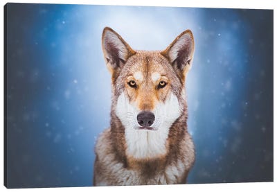 Snow Wolfdog Canvas Art Print - Pet Industry