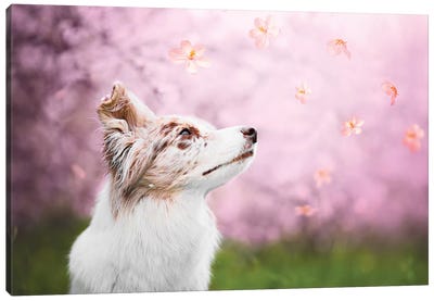 Spring Blossom Canvas Art Print - Dog Photography