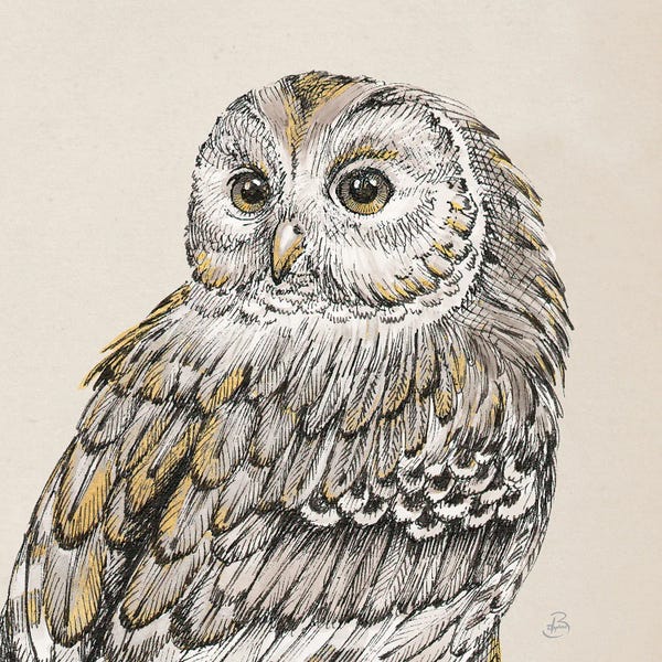 Vintage Animal Illustrations: Beautiful Owls III by Daphne Brissonnet