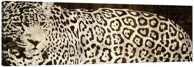 Leopard Encounter Canvas Art Print - Leopard Art