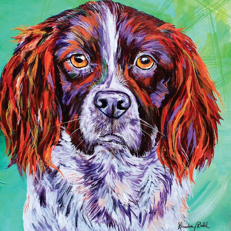 Springer Spaniel  by Lindsey Dahl wall art