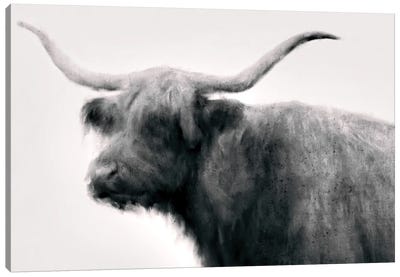 Vintage Bull Canvas Art Print - Highland Cow Art