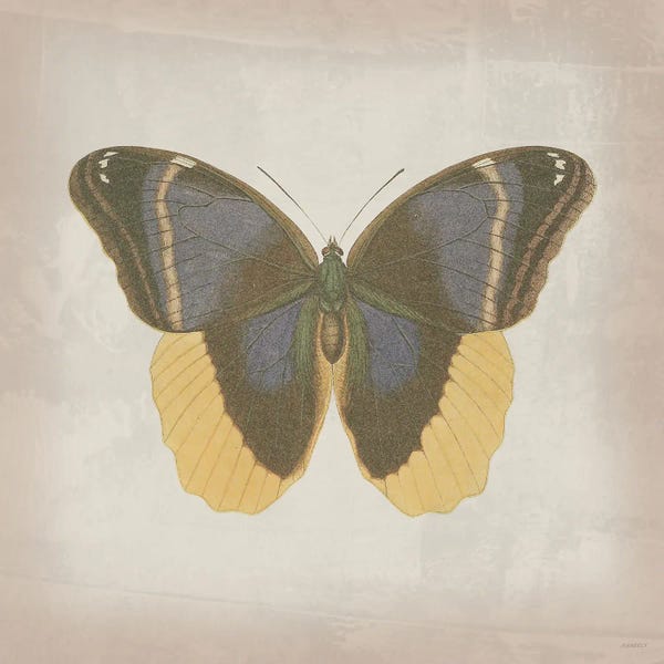Gold Butterfly I