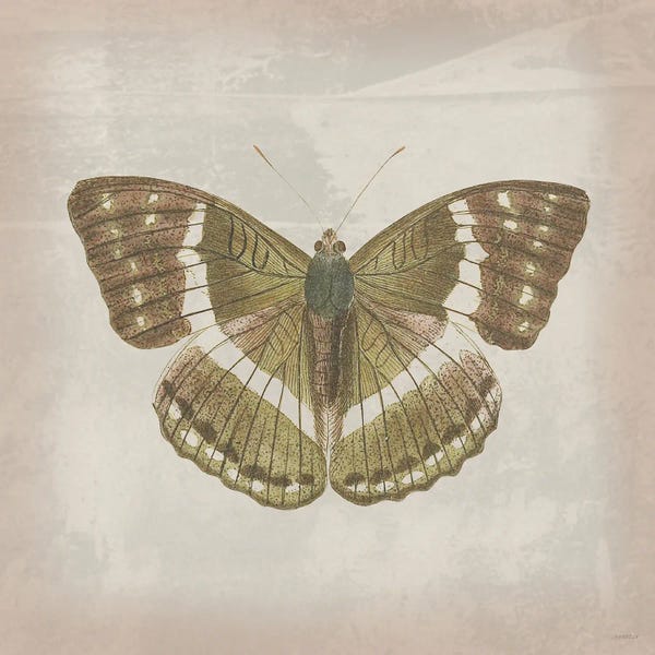 Gold Butterfly II