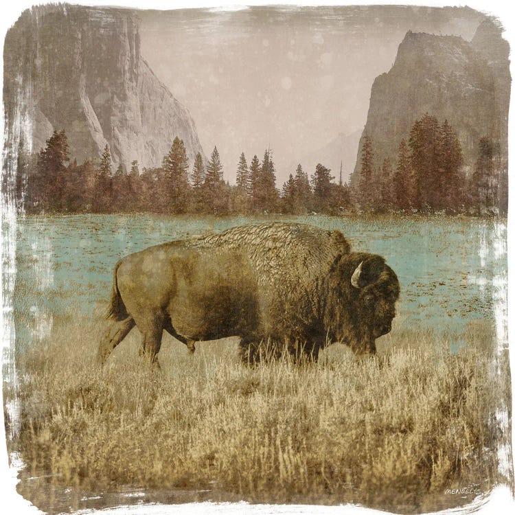 Bison in the Park