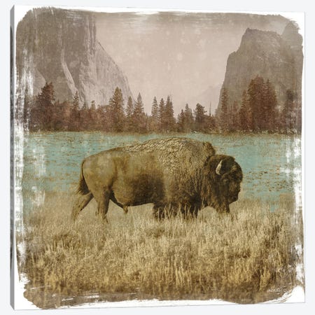 Bison in the Park Canvas Print #DAM83} by Dan Meneely Canvas Print