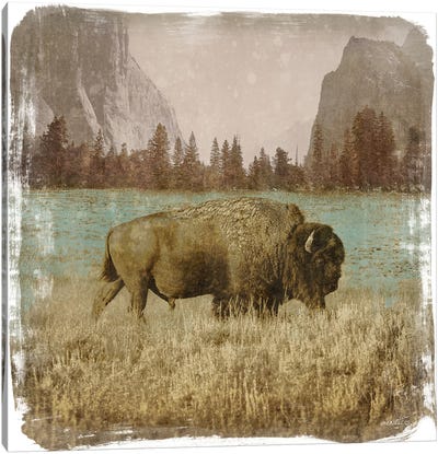 Bison in the Park Canvas Art Print - Bison & Buffalo Art