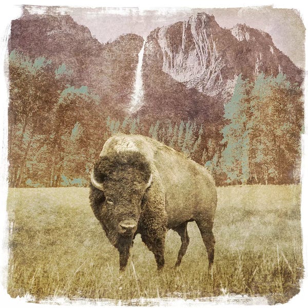 Bison & Buffaloes: Bison Falls by Dan Meneely