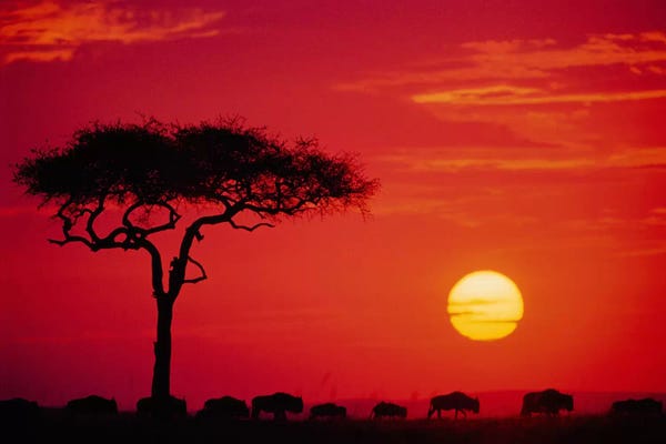 Kenya: Wildebeest Migration, Maasai Mara National Reserve, Kenya by Dee Ann Pederson