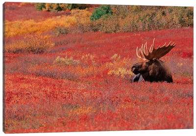Bull Moose, Denali National Park & Preserve, Alaska, USA Canvas Art Print - Danita Delimont Photography