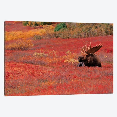 Bull Moose, Denali National Park & Preserve, Alaska, USA Canvas Print #DAN4} by Dee Ann Pederson Canvas Art
