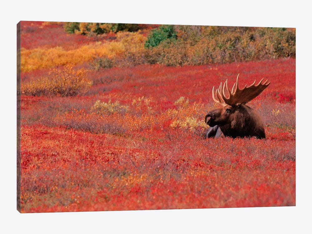 Bull Moose, Denali National Park & Preserve, Alaska, USA by Dee Ann Pederson 1-piece Canvas Artwork