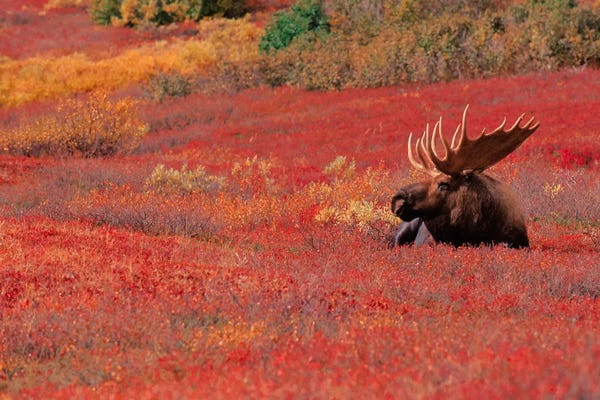 Alaska: Bull Moose, Denali National Park & Preserve, Alaska, USA by Dee Ann Pederson