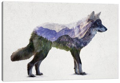Rocky Mountain Grey Wolf Canvas Art Print - Davies Babies