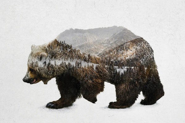 Brown Bears: The Kodiak Brown Bear by Davies Babies