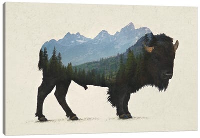 Grand Teton Bison Canvas Art Print - Lakehouse Décor