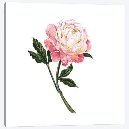 Peony Canvas Print #DAY36} by Amber Day Canvas Art Print