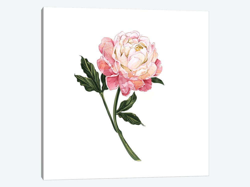 Peony by Amber Day 1-piece Canvas Print