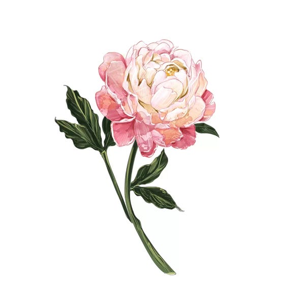 Amber Day: Peony by Amber Day