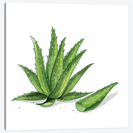 Aloe Vera Canvas Print #DAY53} by Amber Day Canvas Artwork