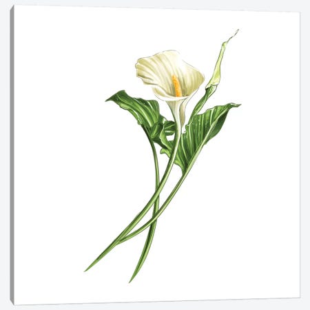 Calla Lily Canvas Print #DAY8} by Amber Day Canvas Print