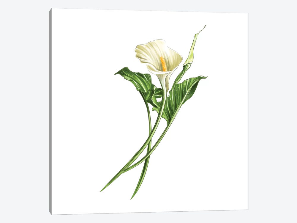 Calla Lily by Amber Day 1-piece Canvas Print
