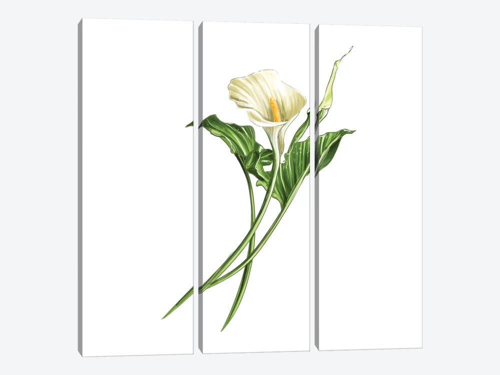 Calla Lily by Amber Day 3-piece Art Print