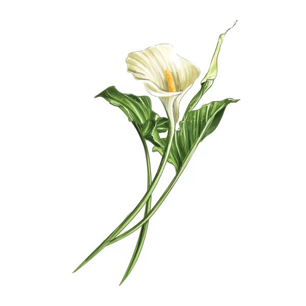 Calla Lilies: Calla Lily by Amber Day