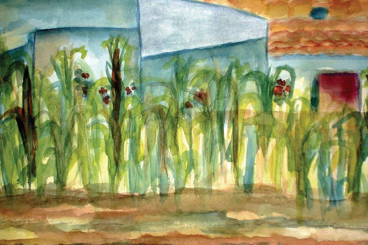Corn Plants