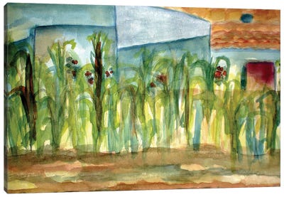 Corn Plants Canvas Art Print - Corn Art