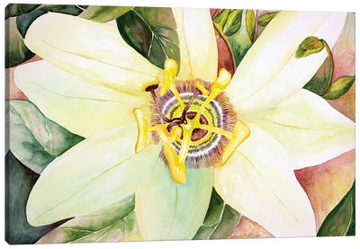 Passionflower Canvas Art Print - Deborah Eve Alastra