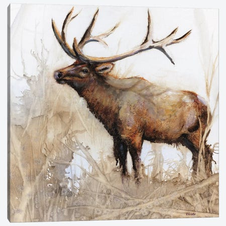 Majestic Moose Canvas Print #DBK2} by Donna Brooks Canvas Print