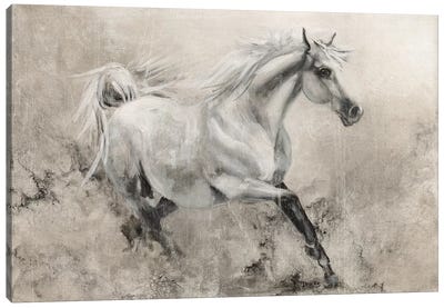 Majestic Stallion I Canvas Art Print