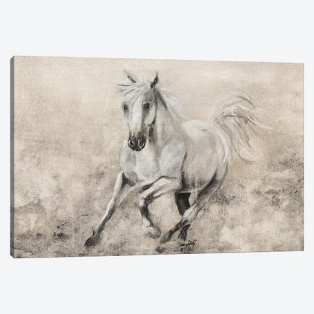 Majestic Stallion II Canvas Print #DBK4} by Donna Brooks Canvas Artwork