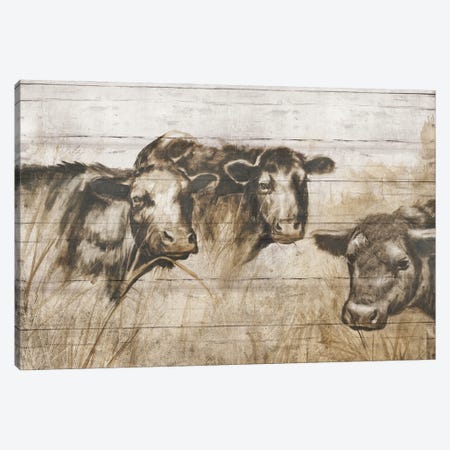 Sepia Cows Canvas Print #DBK5} by Donna Brooks Canvas Art