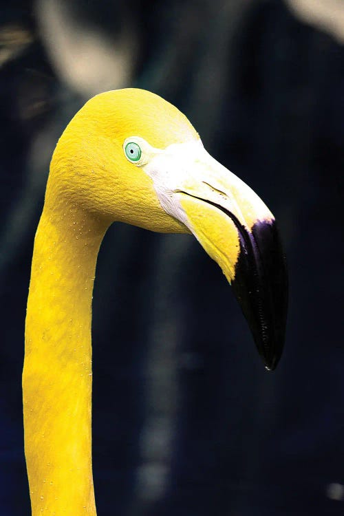 yellow flamingo