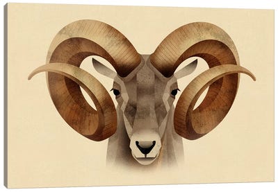 Urial Canvas Art Print - Goat Art