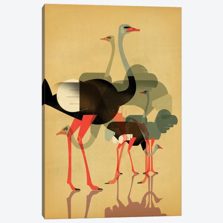 Ostriches Canvas Print #DBR35} by Dieter Braun Canvas Wall Art