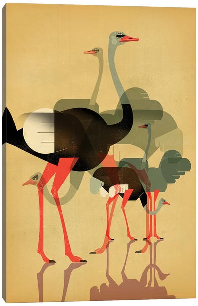 Ostriches Canvas Art Print - Dieter Braun