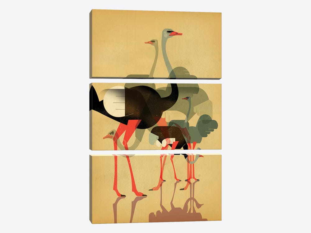 Ostriches by Dieter Braun 3-piece Art Print