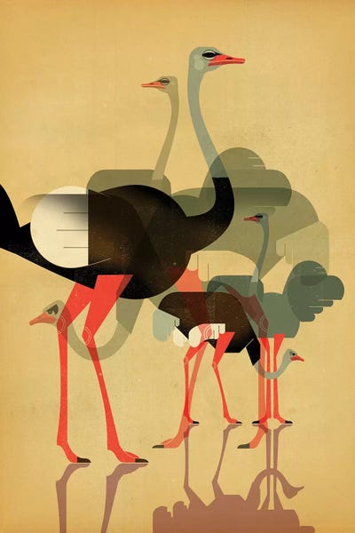 Mid-Century Modern Animals: Ostriches by Dieter Braun
