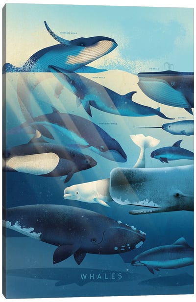 Whales Canvas Art Print - Whale Art