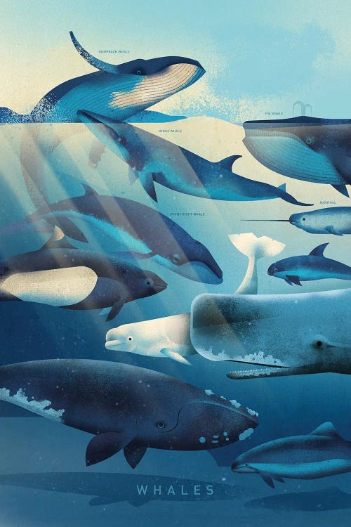 Whales by Dieter Braun wall art