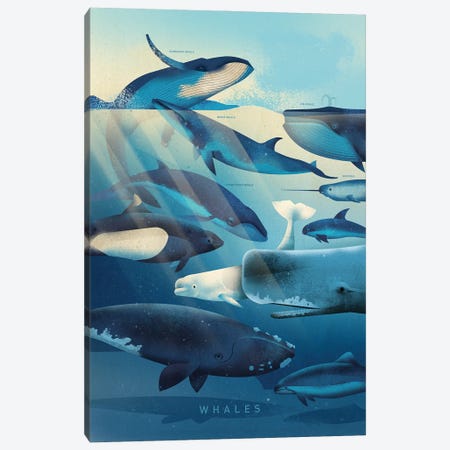 Whales Canvas Print #DBR47} by Dieter Braun Canvas Art Print
