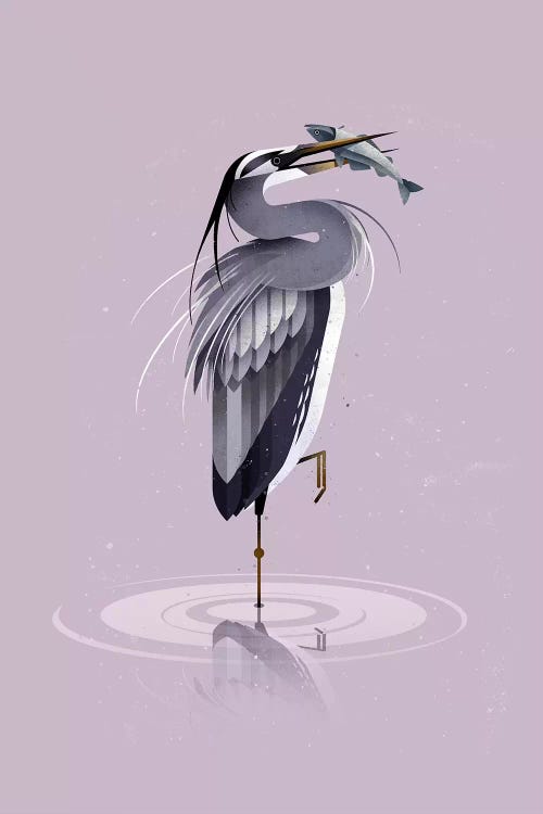 Grey Heron